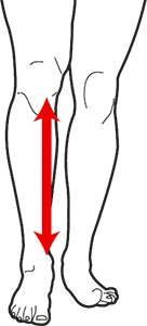 Blitz shin measurement size guide